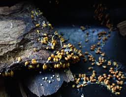 Attēlu rezultāti vaicājumam “Leocarpus sp.”