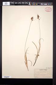 Attēlu rezultāti vaicājumam “Carex arenaria”