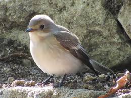 Attēlu rezultāti vaicājumam “Ficedula hypoleuca female”