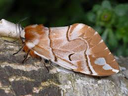 Attēlu rezultāti vaicājumam “Endromidae”