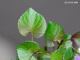 Attēlu rezultāti vaicājumam “Viola riviniana leaf”