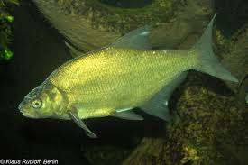 Image result for Abramis brama