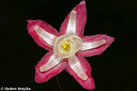 Attēlu rezultāti vaicājumam “Epimedium alpinum  flower”