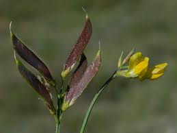 Attēlu rezultāti vaicājumam “Lathyrus pratensis fruit”