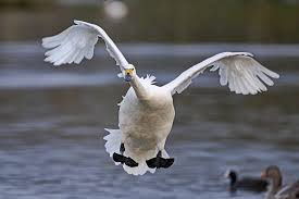 Image result for South Yorkshire Swans