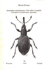 Image result for Coleoptera Curculionoidea