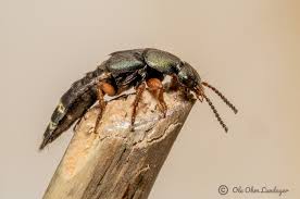 Attēlu rezultāti vaicājumam “Platydracus fulvipes”