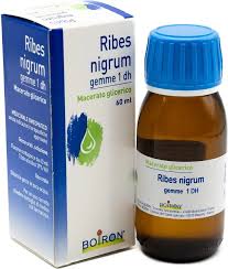 Attēlu rezultāti vaicājumam “Ribes nigrum”