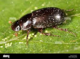 Attēlu rezultāti vaicājumam “Aphodius subterraneus imago”