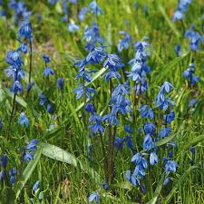 Attēlu rezultāti vaicājumam “Scilla siberica”