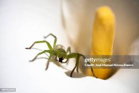 Attēlu rezultāti vaicājumam “Micrommata virescens”