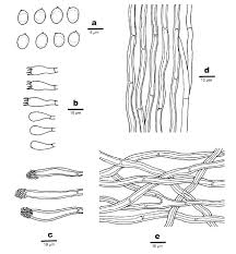Attēlu rezultāti vaicājumam “Oxyporus”