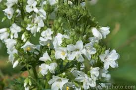 Image result for Polemonium coeruleum album