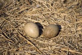 Attēlu rezultāti vaicājumam “Grus grus nest”