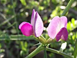Attēlu rezultāti vaicājumam “Vicia angustifolia flower”