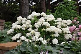 Attēlu rezultāti vaicājumam “Hydrangea arborescens flower”