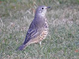 Attēlu rezultāti vaicājumam “Turdus viscivorus”