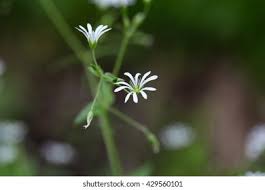 Attēlu rezultāti vaicājumam “Stellaria nemorum bud”