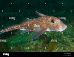 Image result for Hydrolagus colliei