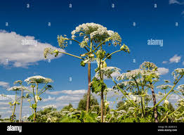 Attēlu rezultāti vaicājumam “Heracleum sosnowskyi fruit”