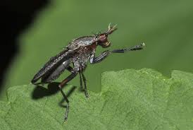 Attēlu rezultāti vaicājumam “Coremacera marginata”