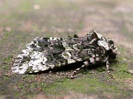 Attēlu rezultāti vaicājumam “Craniophora ligustri imago”