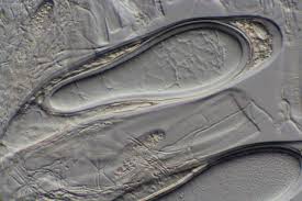 Attēlu rezultāti vaicājumam “Pertusaria pertusa”