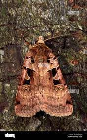 Attēlu rezultāti vaicājumam “Xestia triangulum”