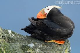 Image result for Fratercula cirrhata