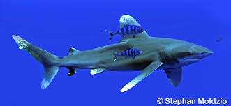 Image result for Carcharhinus