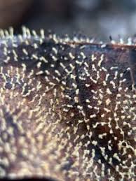 Attēlu rezultāti vaicājumam “Diachea leucopodia”