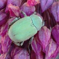 Attēlu rezultāti vaicājumam “Hoplia graminicola”