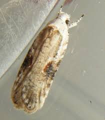 Attēlu rezultāti vaicājumam “Agonopterix alstromeriana”