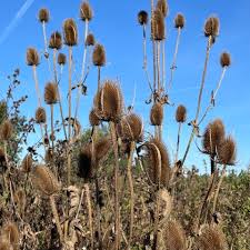 Image result for Rowledge Cc