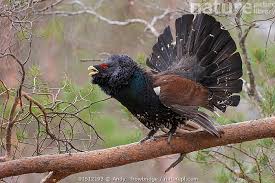 Attēlu rezultāti vaicājumam “Tetrao urogallus male”