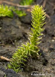 Attēlu rezultāti vaicājumam “Lycopodiella inundata”