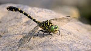 Attēlu rezultāti vaicājumam “Onychogomphus forcipatus”