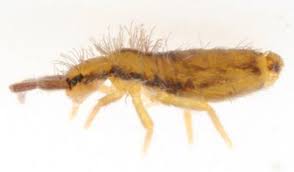 Attēlu rezultāti vaicājumam “Heteromurus nitidus”