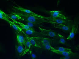 Attēlu rezultāti vaicājumam “Bryum funkii cells”