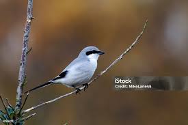 Attēlu rezultāti vaicājumam “Lanius excubitor”