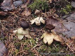 Attēlu rezultāti vaicājumam “Geastrum pectinatum”