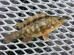 Image result for Labrus bergylta