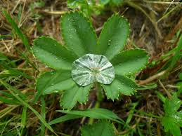 Image result for Frauenmantel