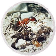 Attēlu rezultāti vaicājumam “Formica rufa”