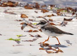 Attēlu rezultāti vaicājumam “Charadrius hiaticula”