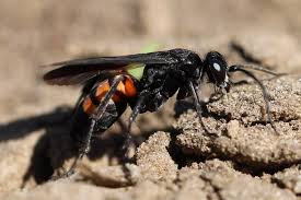 Attēlu rezultāti vaicājumam “Anoplius viaticus”