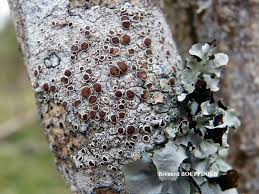 Attēlu rezultāti vaicājumam “Lecanora argentata”