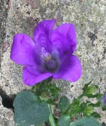 Image result for Campanula affinis