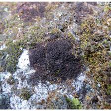 Attēlu rezultāti vaicājumam “Grimmia muehlenbeckii sporophyte”