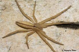 Attēlu rezultāti vaicājumam “Tibellus oblongus”